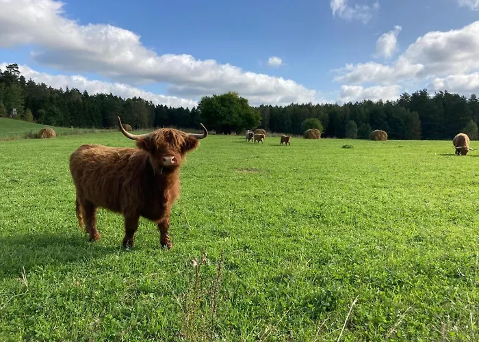 Lesny Zakatek - Mazury - Warmia - Jezioro Dadaj Ramsowo